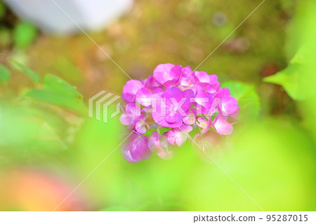 hydrangea flower 95287015