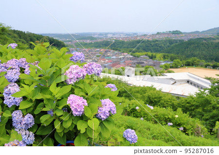 hydrangea flower 95287016