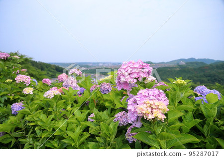 hydrangea flower 95287017