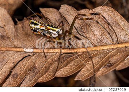 Female Golden Silk Spider Female Golden Silk Spider 95287029