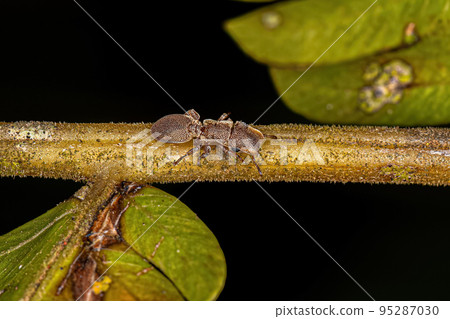 Adult Turtle Ant 95287030