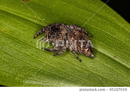 Small Jumping Spider Small Jumping Spider 95287039