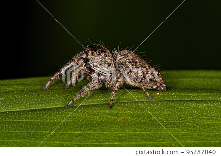 Small Jumping Spider Small Jumping Spider 95287040