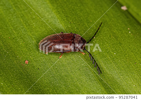 Adult Toe-winged Beetle 95287041