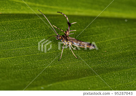 Adult Sun Moth 95287043