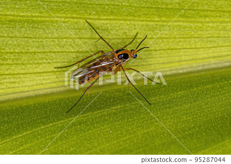 Adult Fungus Gnat Adult Fungus Gnat 95287044