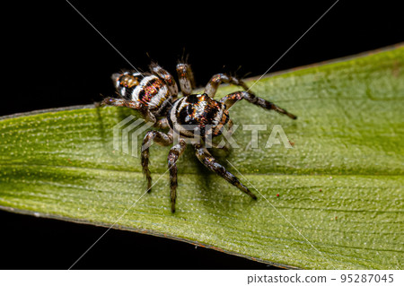 Adult Female Jumping Spider Adult Female Jumping Spider 95287045