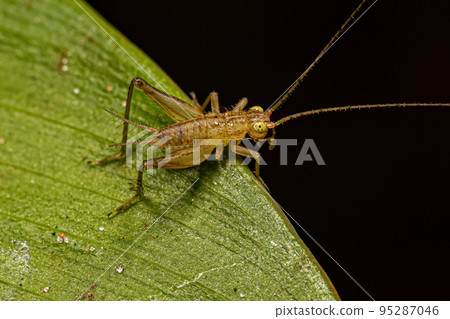 True Cricket Nymph True Cricket Nymph 95287046