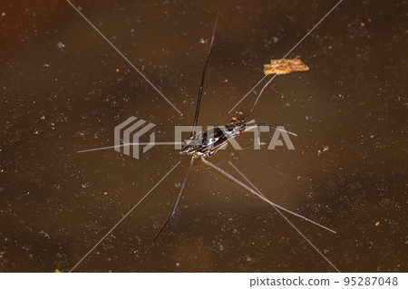 Striped Pond Skater Nymph Striped Pond Skater Nymph 95287048