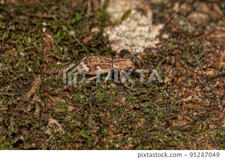 Adult Broad-nosed Weevil 95287049