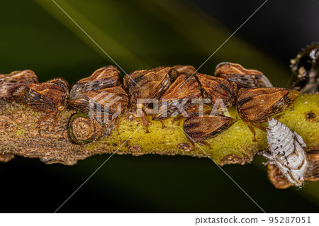 Adult Typical Treehoppers Adult Typical Treehoppers 95287051