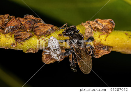 Adult Typical Treehoppers and an Adult Female Stingless Bee 95287052