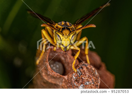 Adult Long-waisted Paper Wasp Adult Long-waisted Paper Wasp 95287053