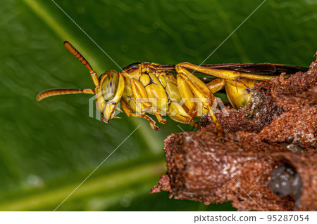 Adult Long-waisted Paper Wasp Adult Long-waisted Paper Wasp 95287054