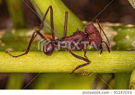Adult Atta Leaf-cutter Ant Adult Atta Leaf-cutter Ant 95287059