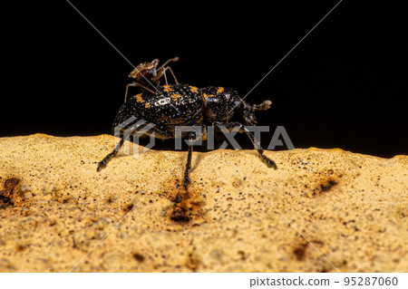 Adult True Weevil with an Adult Lace Bug on the back Adult True Weevil with an Adult Lace Bug on the back 95287060