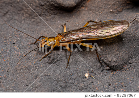 Adult Common Stonefly insect Adult Common Stonefly insect 95287067