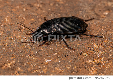 Adult Ground Beetle Adult Ground Beetle 95287069