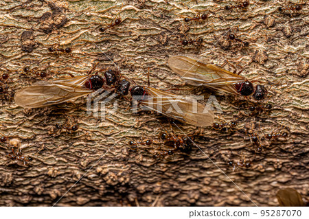 Adult Female Big-headed Ants Adult Female Big-headed Ants 95287070