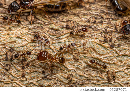 Adult Female Big-headed Ants 95287071