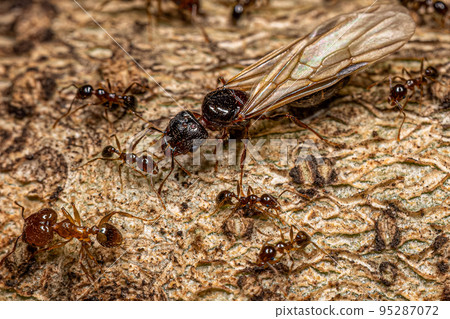 Adult Female Big-headed Ants Adult Female Big-headed Ants 95287072