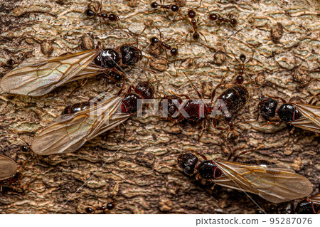 Adult Female Big-headed Ants 95287076