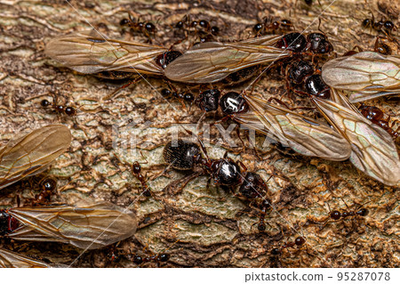 Adult Female Big-headed Ants 95287078