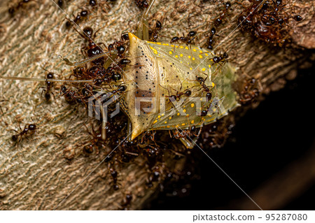 Adult Female Big-headed Ants preying on an adult White spotted Arvelius stink bug Adult Female Big-headed Ants preying on an adult White spotted Arvelius stink bug 95287080