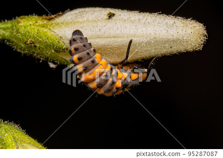 Spotless Lady Beetle Larvae 95287087
