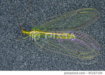Adult Typical Green Lacewing Adult Typical Green Lacewing 95287104