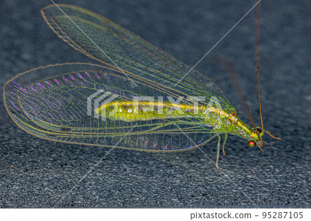 Adult Typical Green Lacewing Adult Typical Green Lacewing 95287105