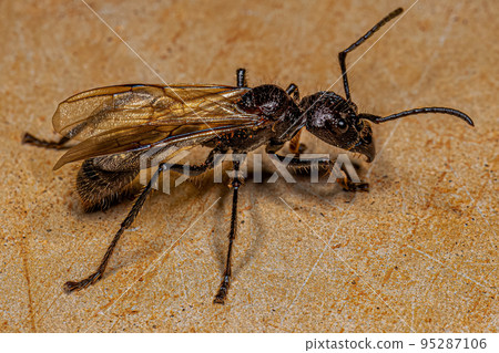 Adult Bullet Ant Queen 95287106