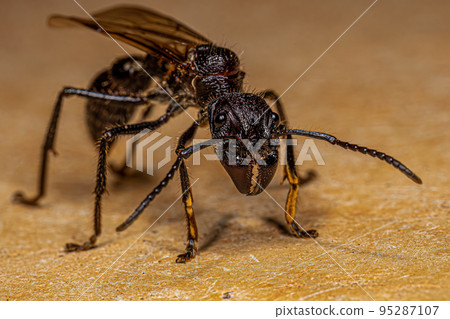 Adult Bullet Ant Queen 95287107