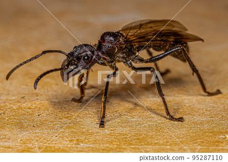 Adult Bullet Ant Queen Adult Bullet Ant Queen 95287110