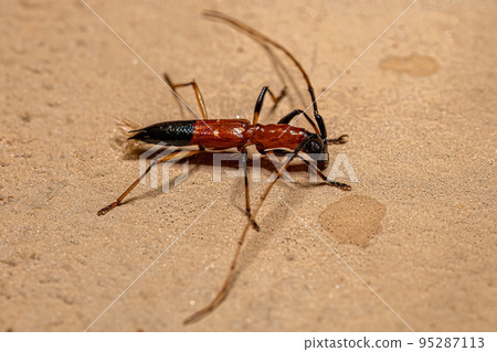 Adult Typical Longhorn Beetle 95287113