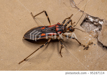 Adult Assassin Bug Adult Assassin Bug 95287114