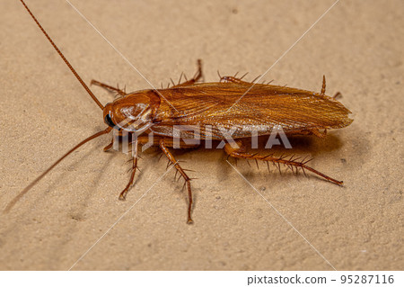 Adult Wood Cockroach Adult Wood Cockroach 95287116