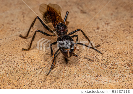 Adult Bullet Ant Queen 95287118