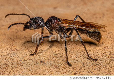 Adult Bullet Ant Queen 95287119