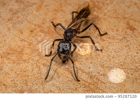 Adult Bullet Ant Queen 95287120