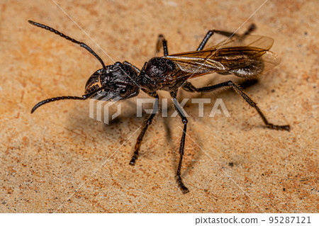 Adult Bullet Ant Queen 95287121