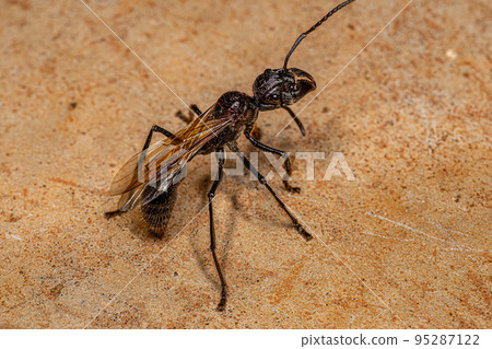Adult Bullet Ant Queen Adult Bullet Ant Queen 95287122