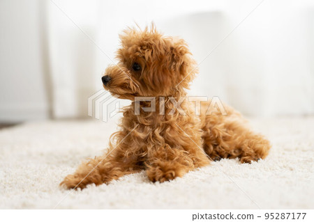 寵物貴賓犬 玩具貴賓犬 寵物狗 家庭 95287177