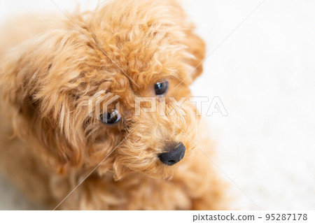 寵物貴賓犬 玩具貴賓犬 寵物狗 家庭 寵物貴賓犬 玩具貴賓犬 寵物狗 家庭 95287178