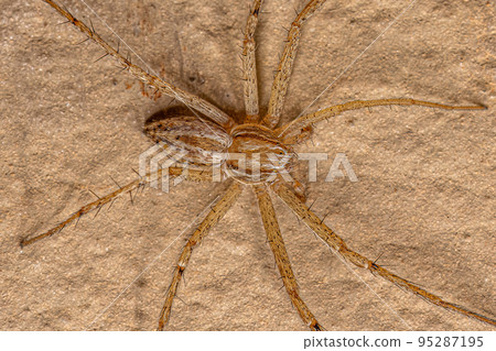 Small Running Crab Spider 95287195