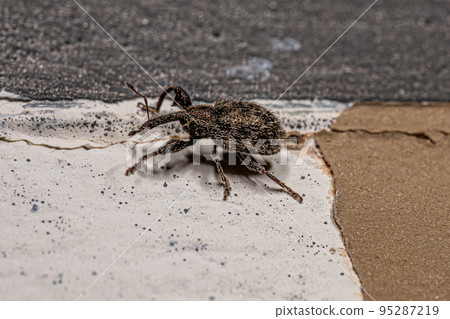 Adult True Weevil Adult True Weevil 95287219