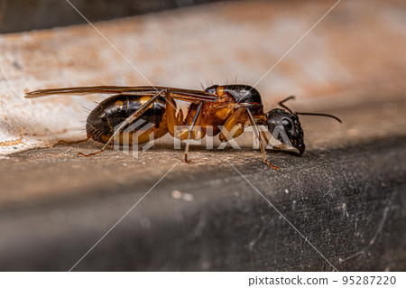 Adult Female Carpenter Queen Ant 95287220
