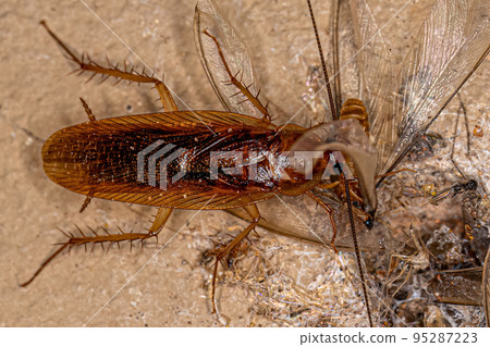 Adult Wood Cockroach eating a winged termite 95287223