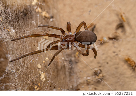 Female Southern House Spider 95287231