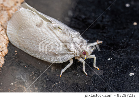 Adult Planthopper Insect 95287232